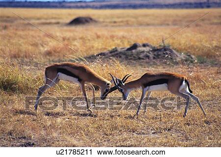 Fighting Gazelles, Side View, Differential Focus View Large Photo Image Stock Image - Fighting Gazelles, Side View, Differential Focus. Fotosearch