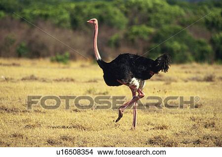 Full Length Image of a Ostrich, Side View, Differential Focus View Large Photo Image Picture - Full Length Image of a Ostrich, Side View, Differential Focus. Fotosearch