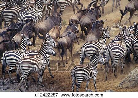 Herd of Zebras and Gnus, Rear View, High Angle View View Large Photo Image Stock Photo - Herd of Zebras and Gnus, Rear View, High Angle View. Fotosearch