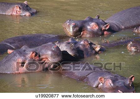 Hippopotamuses Sleeping in the River, High Angle View View Large Photo Image Stock Photo - Hippopotamuses Sleeping in the River, High Angle View. Fotosearch