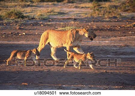 Lion Family, Mother and Children, Side View View Large Photo Image Stock Image - Lion Family, Mother and Children, Side View. Fotosearch