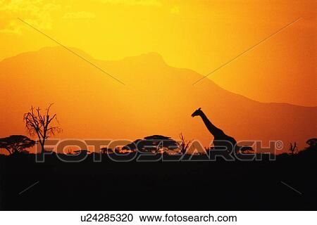 Stock Image - Silhouette of a Giraffe Against the Evening Sky, Side View. Fotosearch