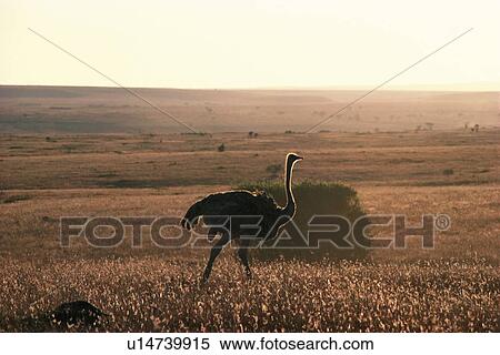 Stock Photography - Silhouette of a Ostrich, Side View. Fotosearch