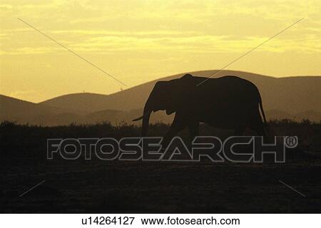 Stock Photo - Silhouette of an Elephant Against the Evening Sky, Side View. Fotosearch