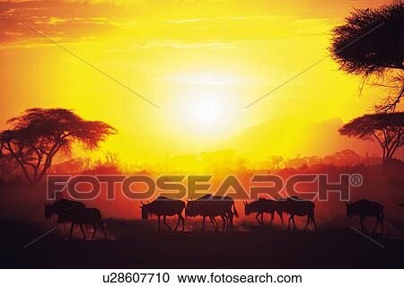 Silhouette of Gnus Against the Evening Sky, Side View View Large Photo Image Stock Image - Silhouette of Gnus Against the Evening Sky, Side View. Fotosearch