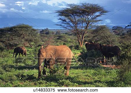 Stock Photography - Some Elephants in the Thicket, Side View. Fotosearch