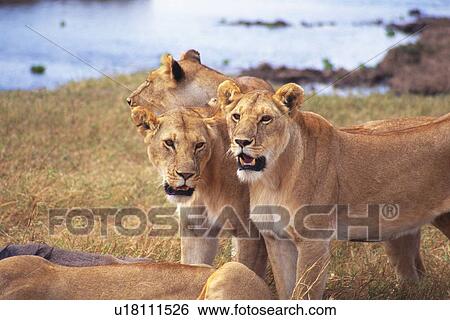 Some Lions by the Shore, Differential Focus, Side View View Large Photo Image Stock Photograph - Some Lions by the Shore, Differential Focus, Side View. Fotosearch