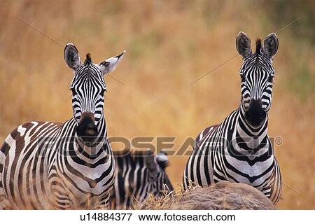 Stock Photo - Some Zebras Lying Down on the Ground, Front View, Differential Focus, Looking at Camera. Fotosearch