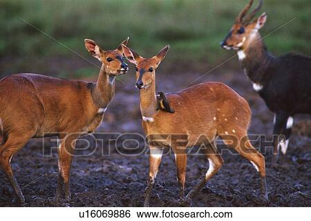 Three Bushbucks at a Marsh, Side View, Differential Focus View Large Photo Image Stock Photograph - Three Bushbucks at a Marsh, Side View, Differential Focus. Fotosearch
