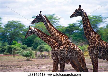 Stock Photo - Three Giraffes Walking, Side View. Fotosearch