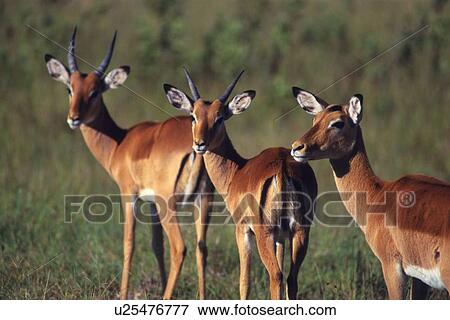 Three Impalas Looking Back, Differential Focus, Rear View View Large Photo Image Stock Photo - Three Impalas Looking Back, Differential Focus, Rear View. Fotosearch