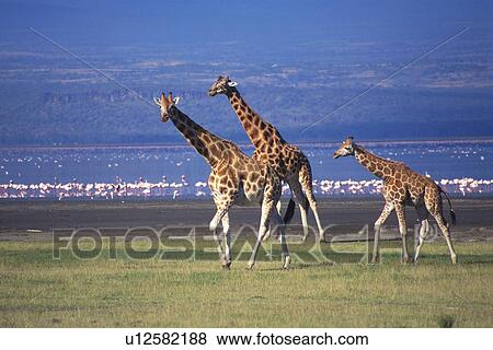 Stock Photo - Walking Giraffe Family, Parents and a Child, Side View. Fotosearch