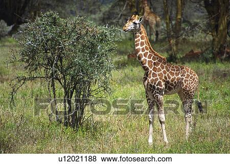 Stock Photo - Young Giraffe by a Shrub, Side View. Fotosearch