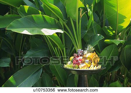A Dish of Tropical Fruits, Side View View Large Photo Image Stock Photograph - A Dish of Tropical Fruits, Side View. Fotosearch
