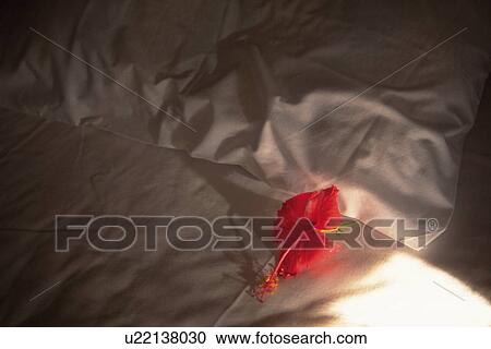 A Hibiscus Flower on the Bad, High Angle View View Large Photo Image Stock Image - A Hibiscus Flower on the Bad, High Angle View. Fotosearch