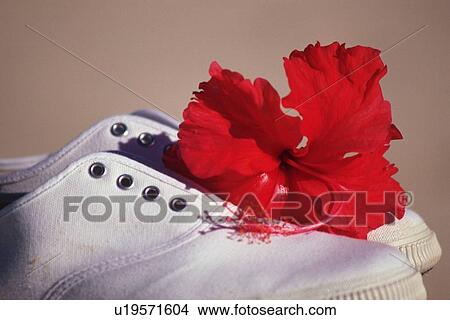A Hibiscus Flower on the White Shoes, Side View View Large Photo Image Picture - A Hibiscus Flower on the White Shoes, Side View. Fotosearch