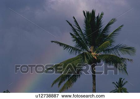Stock Photo - A Palm Tree Against the Rainbow Sky, Low Angle View. Fotosearch