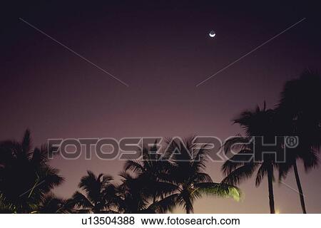 A Palm Tree and the Moon, Low Angle View, Long Exposure View Large Photo Image Stock Photo - A Palm Tree and the Moon, Low Angle View, Long Exposure. Fotosearch