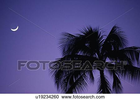A Palm tree and the Moon, Low Angle View View Large Photo Image Stock Image - A Palm tree and the Moon, Low Angle View. Fotosearch