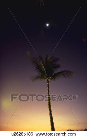 A Palm Tree and The Moon, Low Angle View View Large Photo Image Stock Photograph - A Palm Tree and The Moon, Low Angle View. Fotosearch