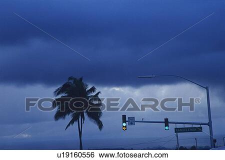 Stock Photograph - A Palm Tree and Traffic Lights, Low Angle View. Fotosearch
