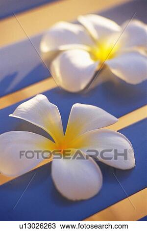 A Pare of Plumeria Flowers, High Angle View, Differential Focus View Large Photo Image Stock Image - A Pare of Plumeria Flowers, High Angle View, Differential Focus. Fotosearch