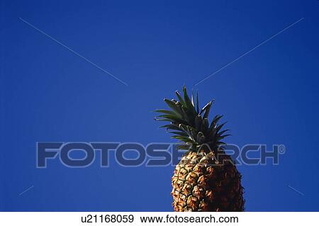 A Pineapple with the Sky in the Background, Low Angle View, Copy Space View Large Photo Image Stock Photo - A Pineapple with the Sky in the Background, Low Angle View, Copy Space. Fotosearch