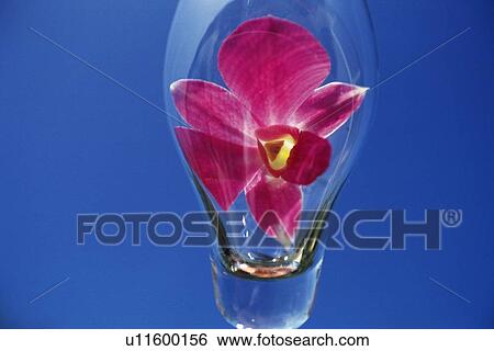 Stock Photograph - A Pink Flower in a Glass, Low Angle View . Fotosearch