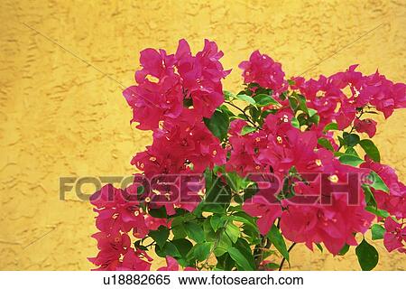 Bougainvillea Flowers with Yellow Wall in the Background View Large Photo Image Stock Photography - Bougainvillea Flowers with Yellow Wall in the Background. Fotosearch