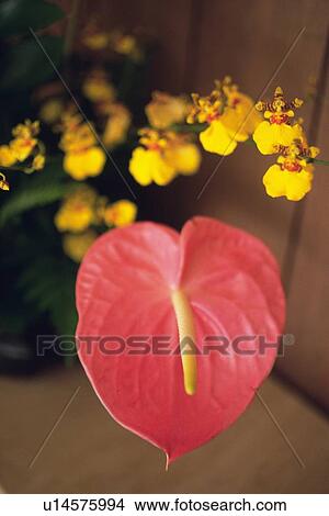 Closed Up Image of a Anthurium Flower, Flower Arrangement, Differential Focus View Large Photo Image Picture - Closed Up Image of a Anthurium Flower, Flower Arrangement, Differential Focus. Fotosearch