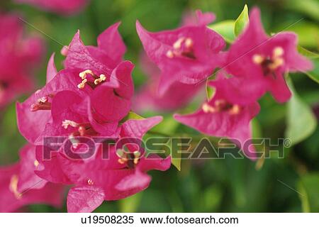 Closed Up Image of a Bougainvillea Flowers, Differential Focus View Large Photo Image Stock Photography - Closed Up Image of a Bougainvillea Flowers, Differential Focus. Fotosearch