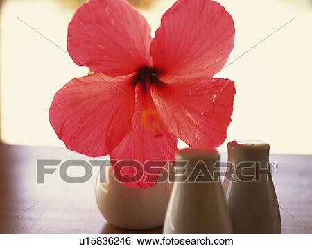 Stock Photograph - Closed Up Image of a Hibiscus Flower in a Vase, Front View, Differential Focus. Fotosearch