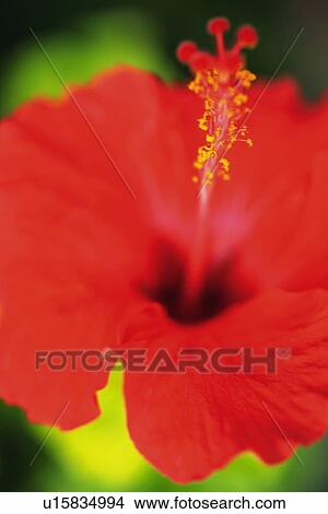 Closed Up Image of a Hibiscus Flower, Differential Focus View Large Photo Image Picture - Closed Up Image of a Hibiscus Flower, Differential Focus. Fotosearch
