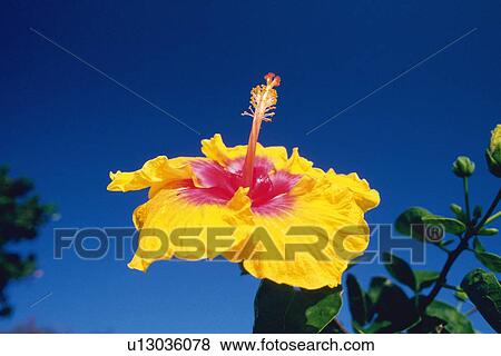 Stock Photo - Closed Up Image of a Hibiscus Flower, Low Angle View. Fotosearch