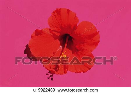 Closed Up Image of a Hibiscus Flower, Front View, High Angle View View Large Photo Image Stock Photo - Closed Up Image of a Hibiscus Flower, Front View, High Angle View. Fotosearch