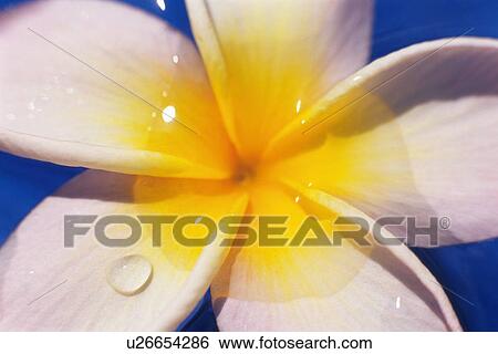 Closed Up Image of a Plumeria Flower on the Water, High Angle View View Large Photo Image Stock Photograph - Closed Up Image of a Plumeria Flower on the Water, High Angle View . Fotosearch