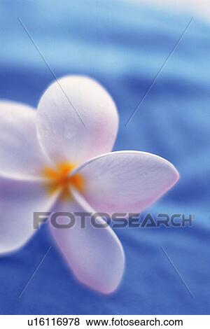 Closed Up Image of a Plumeria Flower, Front View, Differential Focus View Large Photo Image Stock Photo - Closed Up Image of a Plumeria Flower, Front View, Differential Focus. Fotosearch
