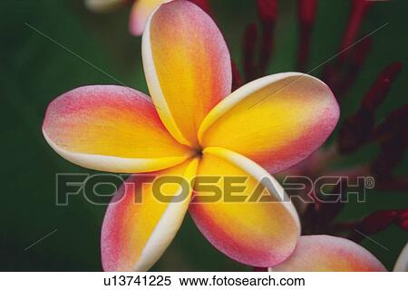 Closed Up Image of a Plumeria Flower, Front View, Differential Focus View Large Photo Image Stock Photography - Closed Up Image of a Plumeria Flower, Front View, Differential Focus. Fotosearch