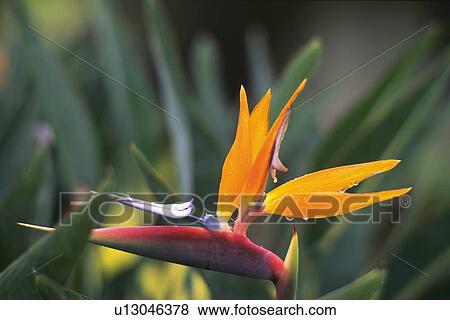 Closed Up Image of a Strelitzia Reginae Flower, Side View, Differential Focus View Large Photo Image Stock Photo - Closed Up Image of a Strelitzia Reginae Flower, Side View, Differential Focus. Fotosearch