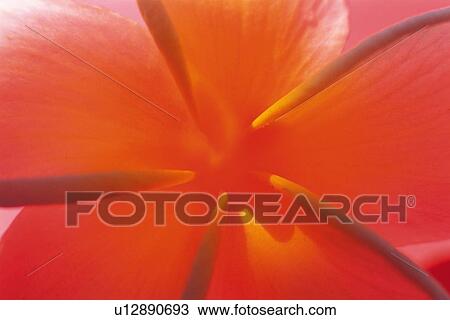 Stock Image - Closed Up Image of a Tropical Flower, Front View. Fotosearch