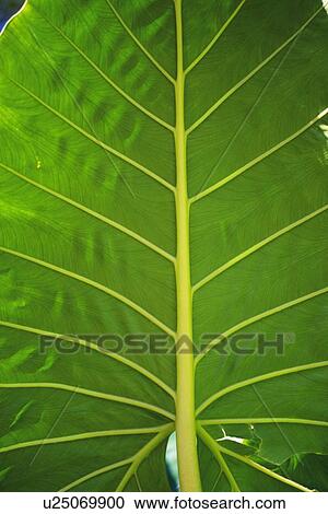 Closed Up Image of a Tropical Leaf View Large Photo Image Stock Image - Closed Up Image of a Tropical Leaf. Fotosearch