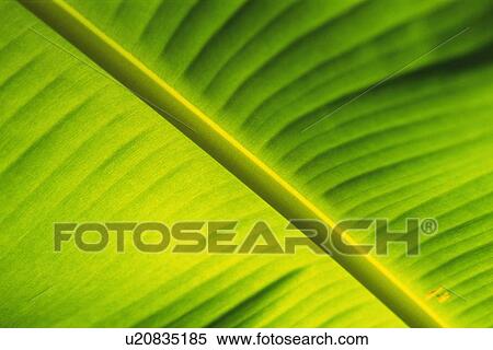 Closed Up Image of a Tropical Leaf, Differential Focus View Large Photo Image Stock Photography - Closed Up Image of a Tropical Leaf, Differential Focus. Fotosearch