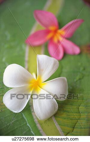 Stock Photo - Closed Up Image of Plumeria Flowers on a Wet Leaf, Differential Focus, High Angle View . Fotosearch