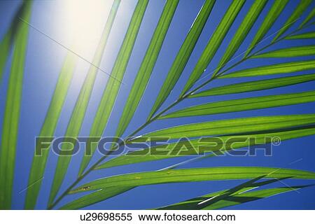 Stock Photography - Closed Up Image of Tropical Leaves, Low Angle View. Fotosearch