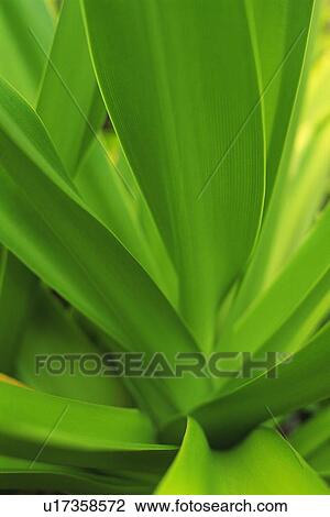 Closed Up Image of Tropical Leaves, Differential Focus View Large Photo Image Stock Image - Closed Up Image of Tropical Leaves, Differential Focus. Fotosearch