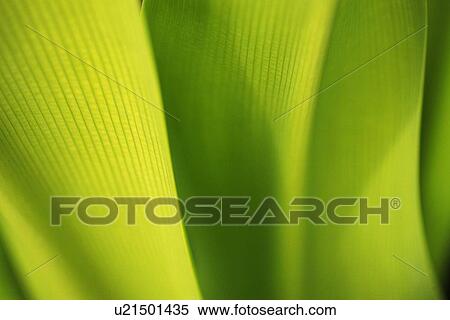 Closed Up Image of Tropical Leaves, Differential Focus View Large Photo Image Stock Photography - Closed Up Image of Tropical Leaves, Differential Focus. Fotosearch