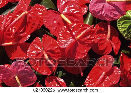 Stock Photography - Full Frame of Anthurium Flowers, High Angle View. Fotosearch