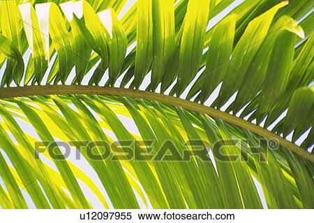 Stock Photography - Full Frame of Palm Leaves, Low Angle View, Close Up. Fotosearch