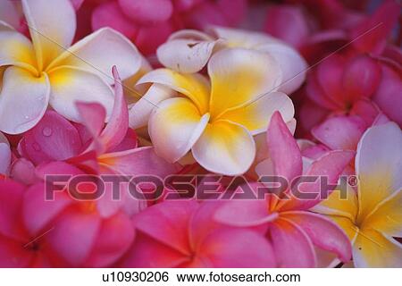 Full Frame of Plumeria Flowers, High Angle View, Differential Focus, Close Up View Large Photo Image Stock Photograph - Full Frame of Plumeria Flowers, High Angle View, Differential Focus, Close Up. Fotosearch