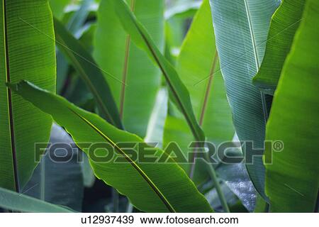 Full Frame of Tropical Plants, Differential Focus View Large Photo Image Stock Photo - Full Frame of Tropical Plants, Differential Focus. Fotosearch
